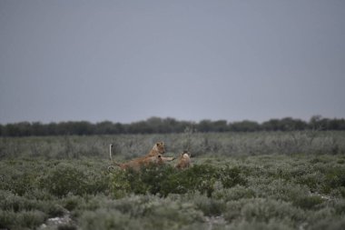 Savanadaki bir grup vahşi at.