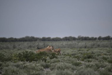 Vahşi aslanlar doğada