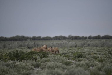 Etoşa namibya aslanları