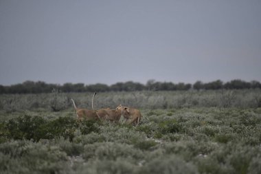 Aslan yavrusu çimlerde