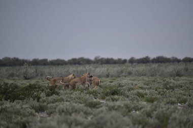 Doğadaki genç vahşi geyik