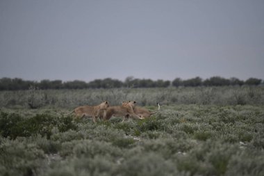 Doğadaki vahşi aslan.