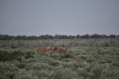 Çöldeki aslan etosha namibya 'da