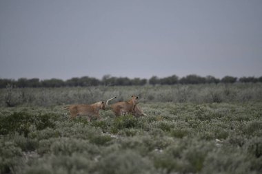 Çölde bir çift beyaz at