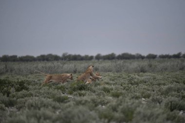 Savanadaki vahşi aslanlar