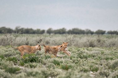 Etoşa Ulusal Parkı 'nda iki vahşi aslan. namibya.