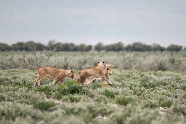 Etoşa Ulusal Parkı 'nda çimlerde oynayan iki aslan.