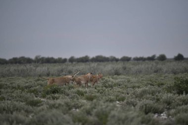 Çöldeki vahşi aslan