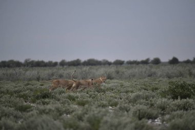 Çölde iki Vahşi atlar