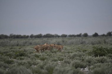 Kızıl tilki vahşi doğada