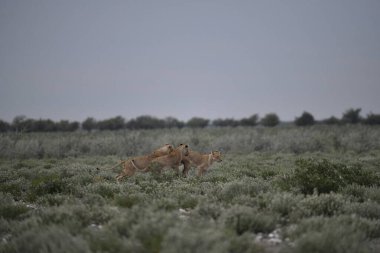 Kızıl tilki vahşi doğada