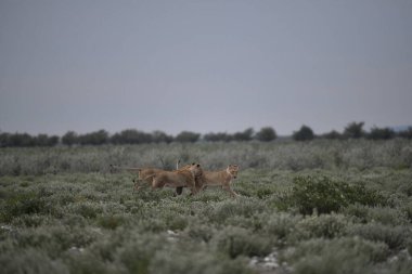 Savanadaki vahşi hayvanlar, Afrika