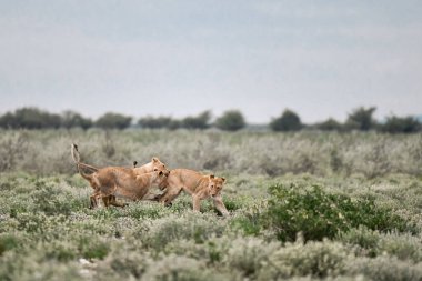 İki vahşi aslan parkta oynuyorlar.