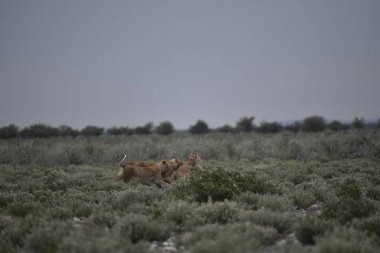 Genç bir dişi ve otların arasında yakışıklı bir erkek aslanın güzel bir fotoğrafı.