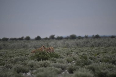 Tarlada genç bir geyiğin güzel bir fotoğrafı.