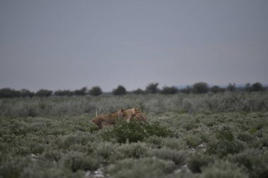 Güney Afrika 'da aslan yavrusu.