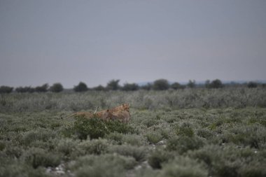 Çöldeki genç bir aslanın güzel bir fotoğrafı.