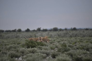 Afrika 'da çölde vahşi bir aslan