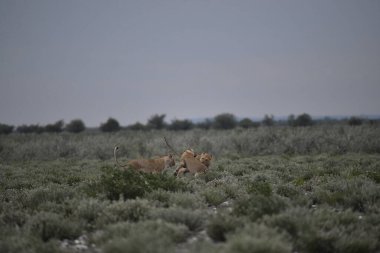 Savanada bir çift vahşi aslan