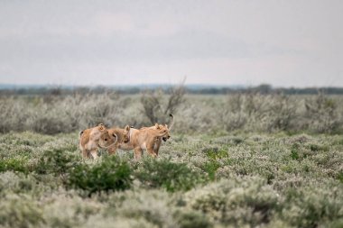 Etoşa Ulusal Parkı, Namibya 'da oynayan bir çift genç aslan.