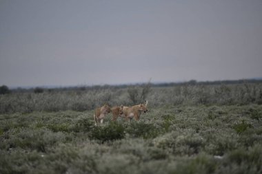 Utah çölde Vahşi atlar bir çift