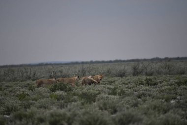 Çöldeki vahşi hayvanlar