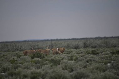 Namibya çölündeki aslan