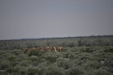 Savanadaki bir grup vahşi köpek.
