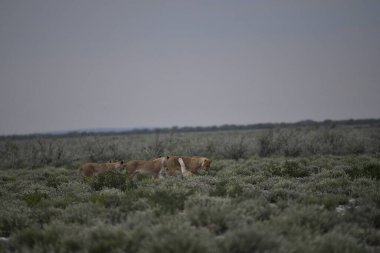 Çölde vahşi keçiler