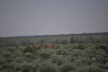 Parkta güzel bir çöl manzarası.