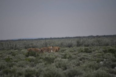 Tarladaki güzel bir köpek resmi.
