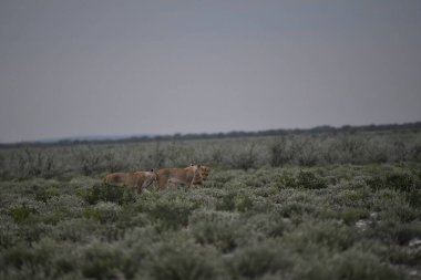 Savanadaki vahşi bir aslanın güzel bir görüntüsü.