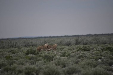 Vahşi kızıl tilki yavrusu baharda çayırda