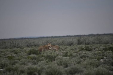 Doğada Vahşi atlar