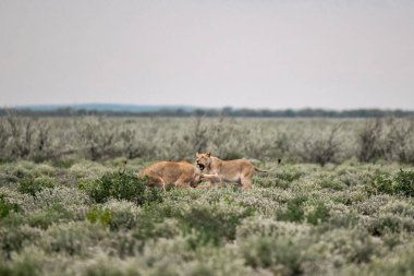 Kenya bozkırında vahşi bir aslan