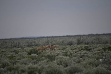 Utah çölünde vahşi bir aslan