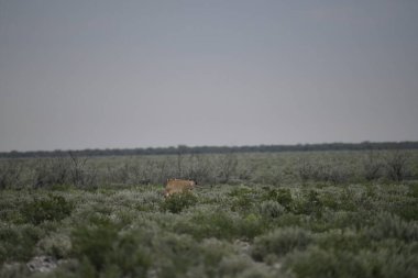 Aslan etkin Milli Parkı'nda