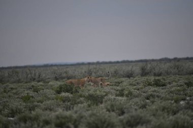 Genç vahşi geyik tarlada