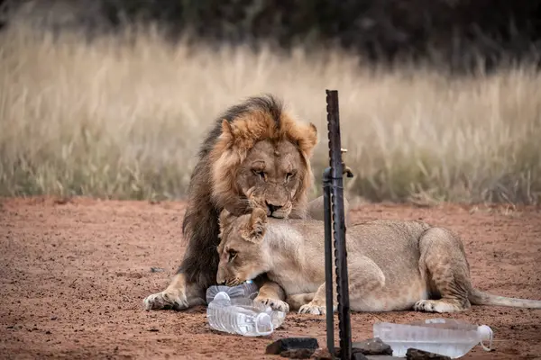 Aslan ve aslan Güney Afrika 'daki Kruger Ulusal Parkı' nda su içiyorlar.