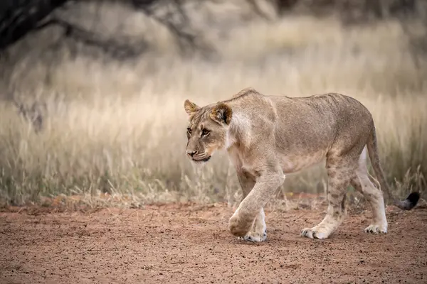 Aslan, Afrika 'nın güneyindeki Kruger Milli Parkı' nda çimlerin üzerinde yürüyordu.