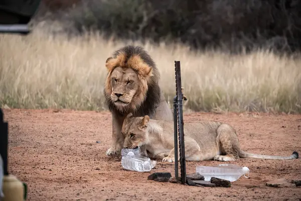 Kruger Ulusal Parkı 'nda içen Afrika aslanı.