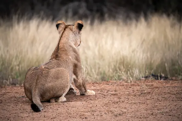 Afrika 'da, savanda aslan yavrusu
