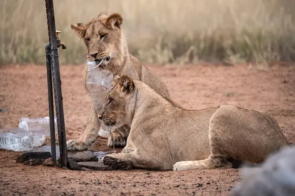 Genç dişi Afrikalı aslanlar