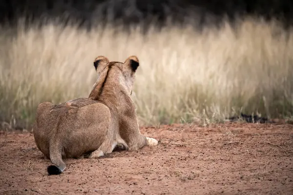 Kuru otların arasında bir aslan yavrusu.