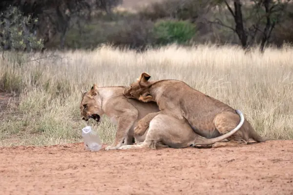 Afrika 'nın bozkırındaki aslan