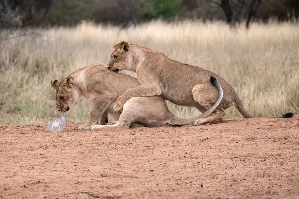 Dişi aslan ve aslan kuru bir çalılıkta oynuyorlar. Kruger Ulusal Parkı, Güney Afrika.