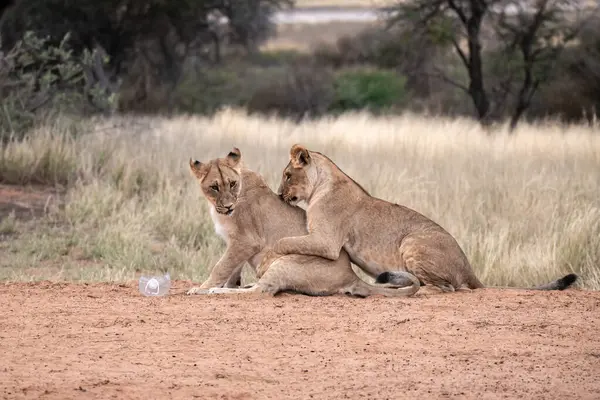 Güney Afrika 'daki Kruger Park' taki aslanlar.