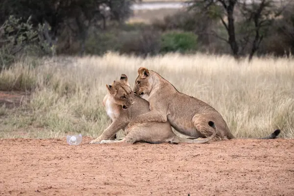 Güney Afrika 'daki savanda aslanlar