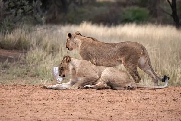Güney Afrika 'daki Kruger Ulusal Parkı' ndaki aslanlar.