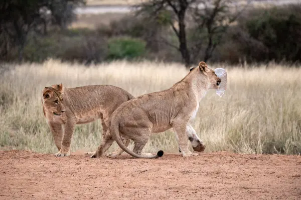 Güney Afrika 'daki Kruger Park' ta sudan su içen aslan.